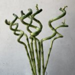 ミリオンバンブー・スパイラルバンブー（富貴竹、万年竹）