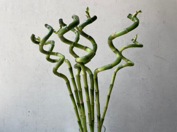 ミリオンバンブー・スパイラルバンブー（富貴竹、万年竹）