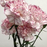 アミコ　カーネーション