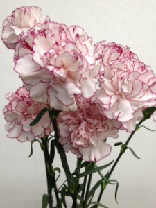 アミコ　カーネーション