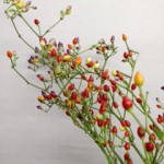 カメレオン 唐辛子