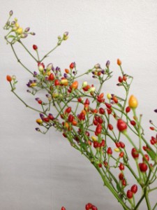 カメレオン　唐辛子