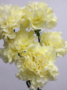 ポリムニア カーネーション