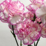 コマチ　カーネーション