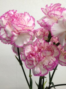 コマチ　カーネーション