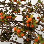 つるうめもどき