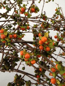 つるうめもどき