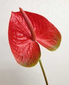 スパイス　アンスリウム