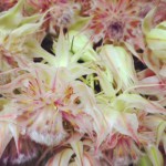 セルリア　ブラッシングブライド