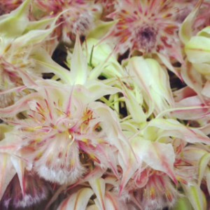 セルリア　ブラッシングブライド