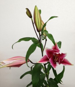 ラベンナ（オリエンタル・ハイブリッド）