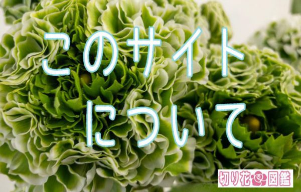 【 切り花 】花屋にある花の名前が分かる【 切り花✿図鑑 】