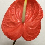 シャラン　アンスリウム