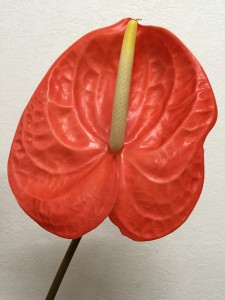 シャラン　アンスリウム