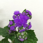 アゲラタム トップブルー