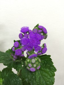 アゲラタム　トップブルー