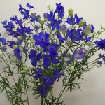 スーパーグランブルー　デルフィニウム