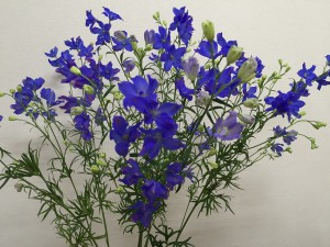 スーパーグランブルー　デルフィニウム