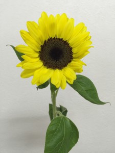 サンリッチレモン　ひまわり