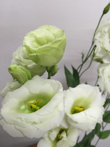 ボレログリーン　トルコキキョウ