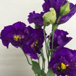 シャルルダークブルー　トルコキキョウ