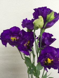 シャルルダークブルー　トルコキキョウ