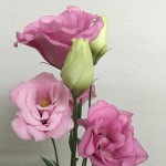 ソワレピンク　トルコキキョウ