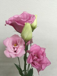 ソワレピンク　トルコキキョウ