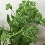 オランダセダム　グリーン