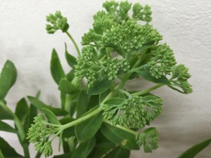 オランダセダム　グリーン