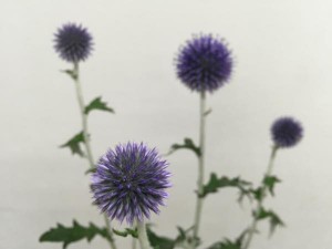 ルリタマアザミ