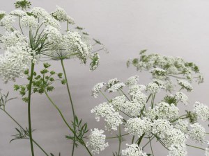 ホワイトレースフラワー