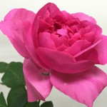 ブルジョア バラ(薔薇)