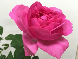 ブルジョア　バラ（薔薇）