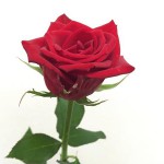 サムライ０８　バラ（薔薇）