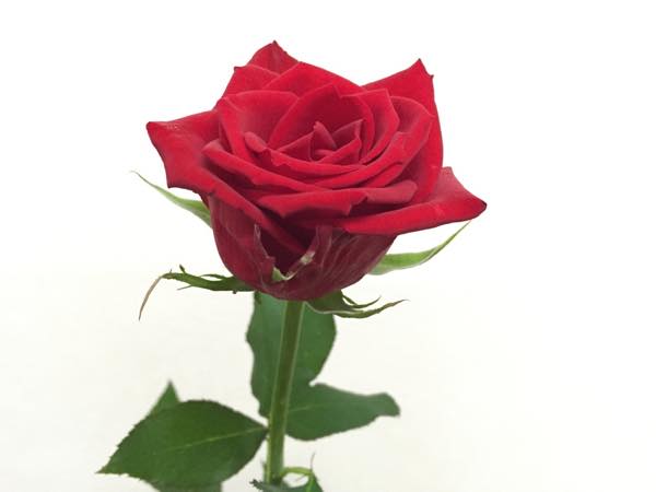 サムライ０８　バラ（薔薇）