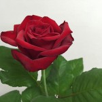 エロス! バラ(薔薇)