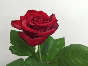 エロス！　バラ（薔薇）