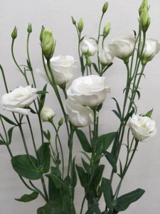 ピッコロ−サスノ−　トルコキキョウ