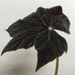 ベゴニア　ブラックフロスト