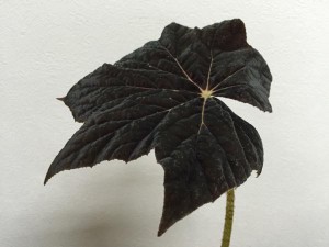 ベゴニア　ブラックフロスト