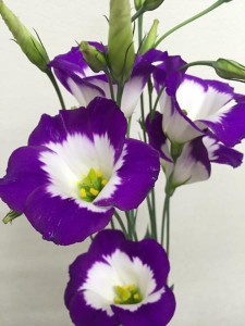 ひこ星　トルコキキョウ