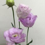 ロジーナラベンダー　トルコキキョウ