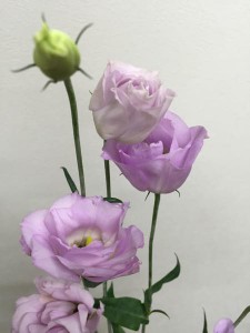 ロジーナラベンダー　トルコキキョウ