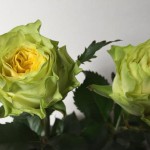 シトロンアーブル　バラ（薔薇）