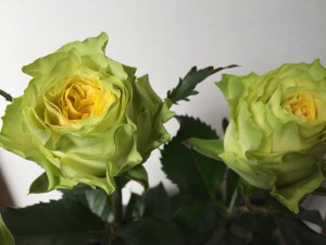 シトロンアーブル　バラ（薔薇）