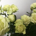 ルビアナ　スプレーバラ（薔薇）