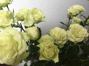 ルビアナ　スプレーバラ（薔薇）