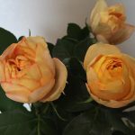 ベビーロマンティカ　バラ（薔薇）