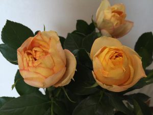 ベビーロマンティカ　バラ（薔薇）